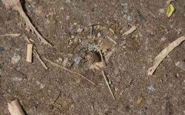 Ukrayna 2011 İskenderiye Park