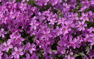 Ukrayna 2011 İskenderiye Park