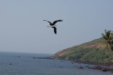 Hindistan 2010 Goa Anjuna