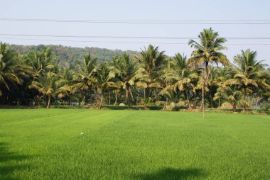 Hindistan 2010 Goa Arambol