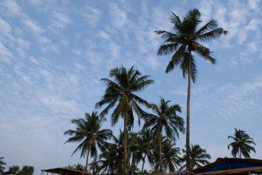 Hindistan 2010 Goa Ashvem