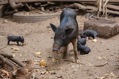 Hindistan 2010 Goa Ashvem