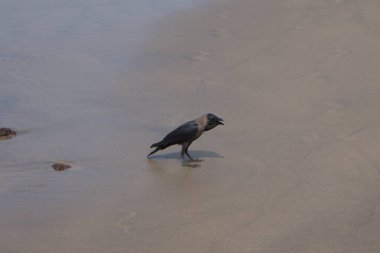 Hindistan 2010 Goa Ashvem