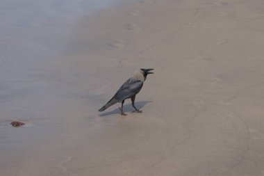 Hindistan 2010 Goa Ashvem