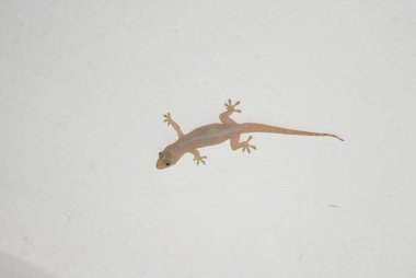 Hindistan 2010 Goa Ashvem