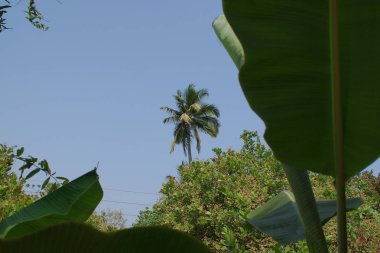 Hindistan 2010 Goa Ashvem