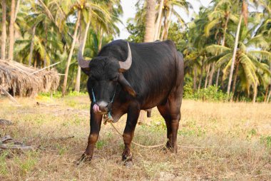 Hindistan 2010 Goa Ashvem