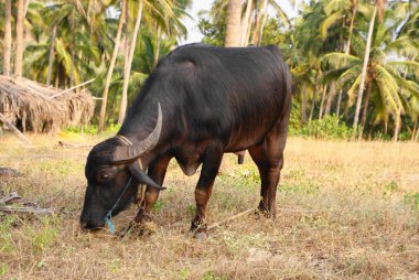 Hindistan 2010 Goa Ashvem