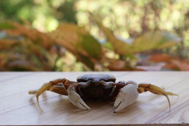 Hindistan 2010 Goa Ashvem