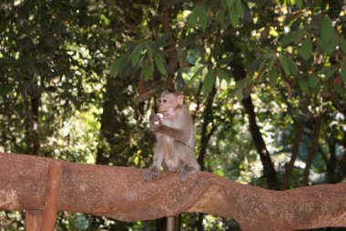 Hindistan 2012 Dudhsagar Falls