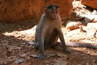 Hindistan 2012 Dudhsagar Falls
