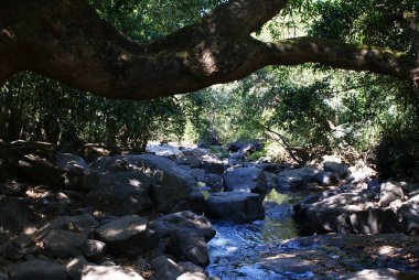 Hindistan 2012 Dudhsagar Falls