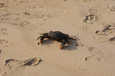 Hindistan 2010 Goa Keri