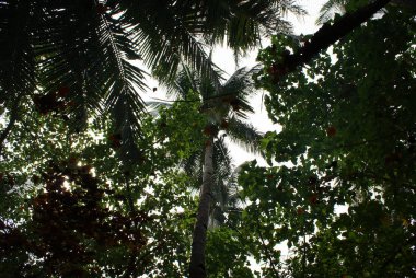 Hindistan 2010 Goa Mandrem