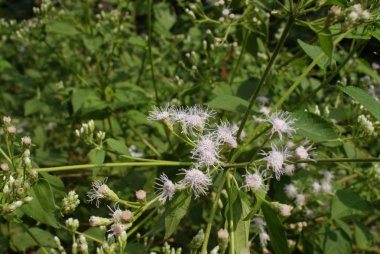 Hindistan 2010 Goa Mandrem