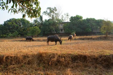 Hindistan 2010 Goa Mandrem