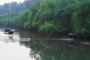 Hindistan 2010 Goa Mandrem