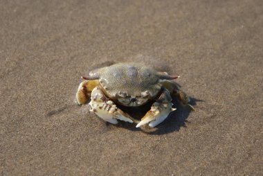 Hindistan 2010 Goa Mandrem