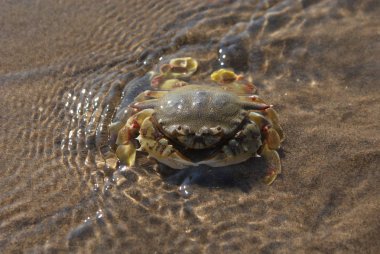 Hindistan 2010 Goa Mandrem