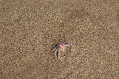 Hindistan 2010 Goa Mandrem