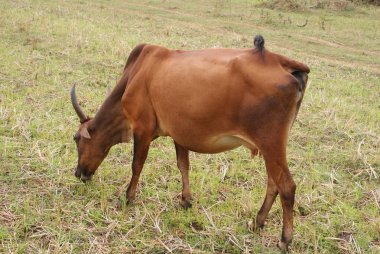 Hindistan 2010 Goa Morjim