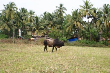 Hindistan 2010 Goa Morjim