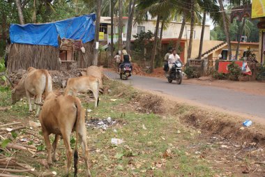 Hindistan 2010 Goa Morjim