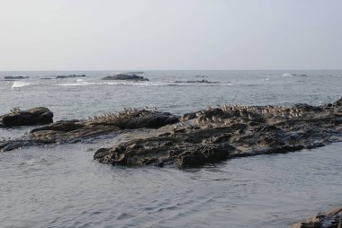 Hindistan 2010 Goa Morjim