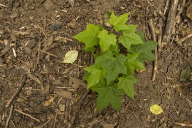 Bir yaz ormandaki birçok küçük ağaç sürgünler. Yeşil kahverengi yere bırakır.