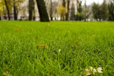 Sonbahar bahçe. Düşen sarı yapraklar yeşil çim. Ağaçlar arka planda.