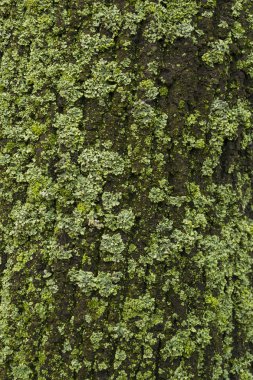 Lichen ağaç gövdesinde.
