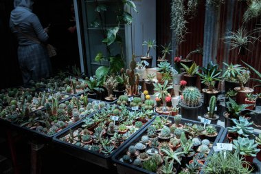 Markette, dükkanda farklı saksı kaktüsleri var. Kaktüs ve sulu bitkiler çocuk odası arka planı