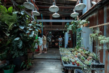 Markette, dükkanda farklı saksı kaktüsleri var. Kaktüs ve sulu bitkiler çocuk odası arka planı