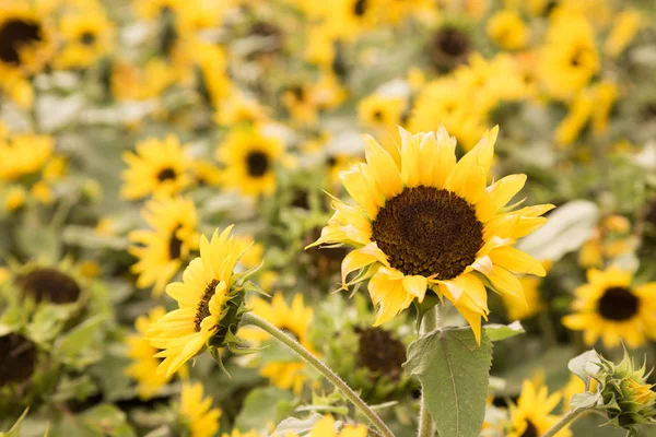 Πεδίο Ηλιοτρόπια Floral Φόντο — Φωτογραφία Αρχείου