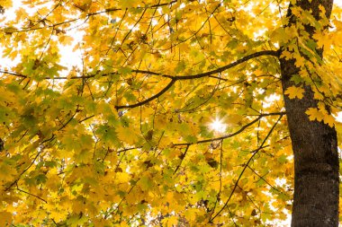 Sonbahar manzara. Sarı yapraklar