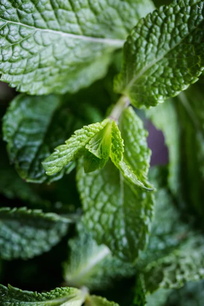 Foglie Menta Fresca Vicino — Foto Stock