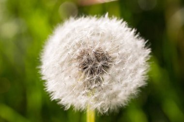 Karahindiba yakın. Çiçek arka plan