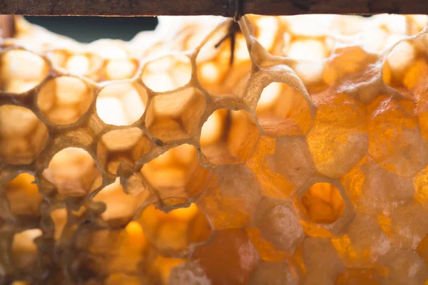 Bienenwaben Honig Bienenwaben — Stockfoto