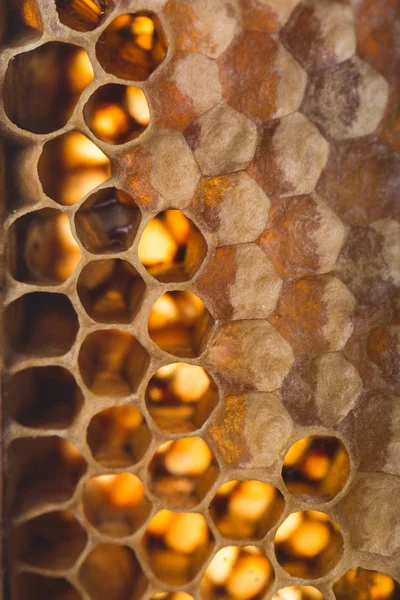Bienenwaben Honig Bienenwaben — Stockfoto