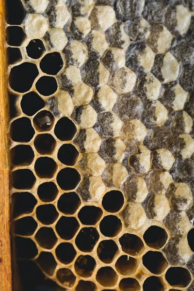 蜂の蜜 蜂蜜で蜂の蜜 — ストック写真