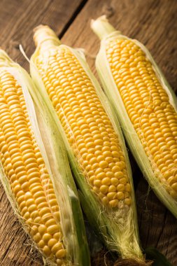Taze taze mısırlar. Yakın çekim.