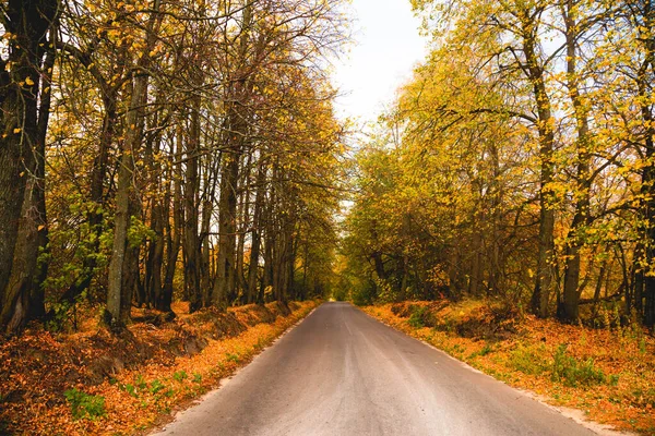 Estrada Sob Árvores Outono — Fotografia de Stock