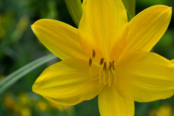 Flor Lirio Amarillo Primer Plano Jardín —  Fotos de Stock