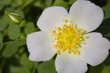 Beyaz Bahçe çiçek yakın çekim kalça.