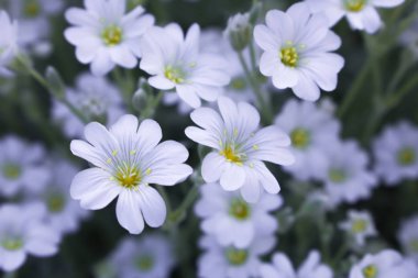 Çiçek açan, arka plan beyaz çiçekler.