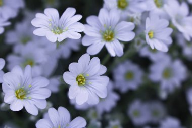 Çiçek açan, arka plan beyaz çiçekler.