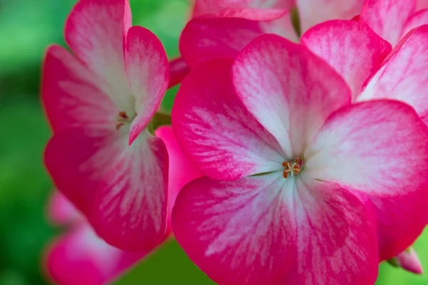 Квіти Малини Фон Квітучих Малинових Квітів — стокове фото
