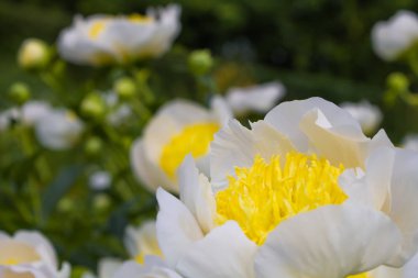Şakayık Çiçeği. Sarı-beyaz şakayık çiçeği yakın çekim bahçede.