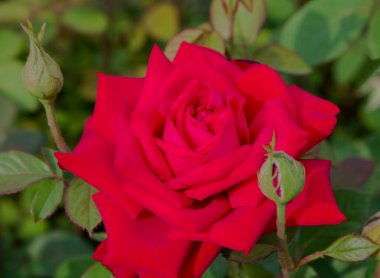 Kırmızı gül. Kırmızı gül çiçek yakın çekim bahçede.