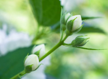 Beyaz tomurcukları ile şube